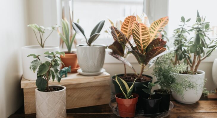 Greenery Made Easy: A Guide to Low-Maintenance Indoor Plants for Beginners