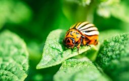 Gardener’s Guide: Best Practices for Preventing and Treating Common Garden Pests