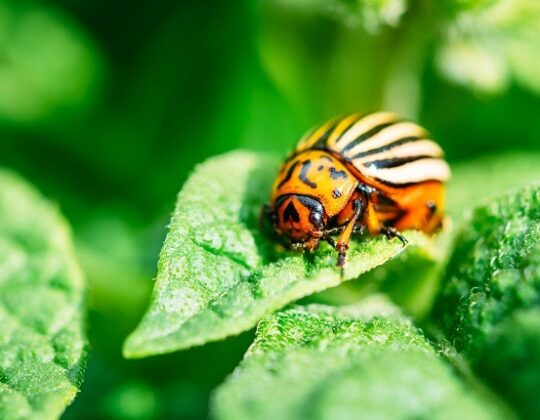 Gardener’s Guide: Best Practices for Preventing and Treating Common Garden Pests