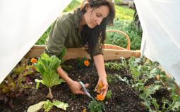 From Scraps to Soil: A Beginner’s Guide to Home Composting for a Healthier Garden