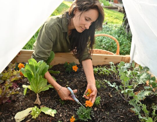From Scraps to Soil: A Beginner’s Guide to Home Composting for a Healthier Garden