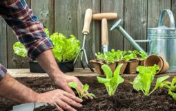 Digging Deep: A Gardener’s Guide to Choosing the Right Soil for Different Plants