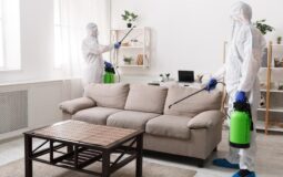 Navigating the Battle: Effective Strategies for Dealing with a Pest Infestation at Home