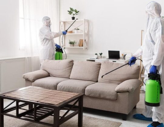 Navigating the Battle: Effective Strategies for Dealing with a Pest Infestation at Home