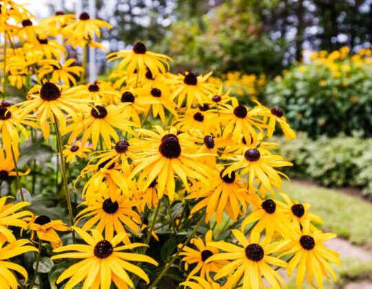 Effortless Elegance: A Guide to Low-Maintenance Flowers and Plants for a Busy Garden
